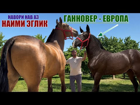 Видео: ТОЙИХОИ  ДАХШАТ АЗ НАИМИ ЭГЛИК НАВОРИ НАВ 19 июля 2025 г.