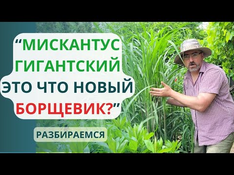 Видео: Мискантус гигантский - новый борщевик? Захватит участок, как пырей? Разбираемся