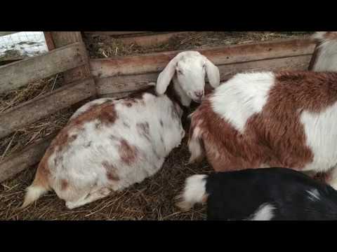 Видео: Верные признаки скорого окота. Козьи скАчки. Наконец-то родили. Коза у себя тащит послед 😲