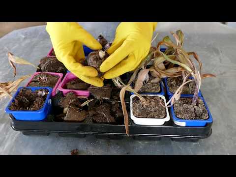 Видео: ГИАЦИНТЫ// Хранение луковиц гиацинтов летом