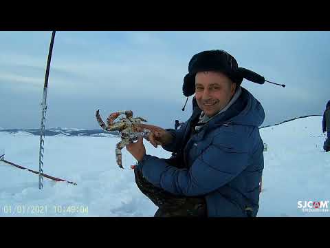 Видео: много крабов