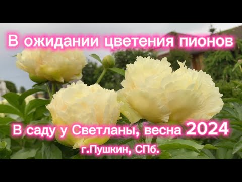 Видео: В ожидании цветения пионов. В саду у Светланы, г.Пушкин(С-Петербург), весна 2024