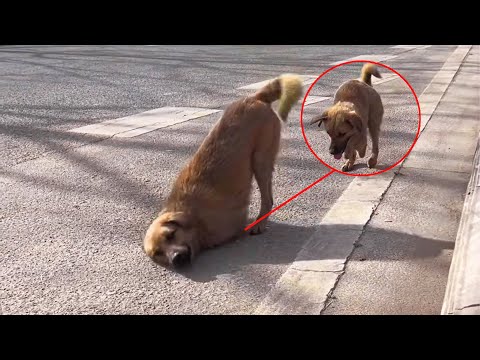 Видео: Бездомная собака-инвалид настолько устала, что ползла, сохранив только половину тела