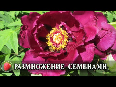 Видео: Размножение древовидного пиона семенами