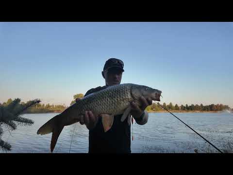Видео: Карпфішинг восени на поплавок Fall carp fishing with a float” 🇺🇸