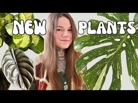 Видео: У меня есть НОВЫЕ КОМНАТНЫЕ РАСТЕНИЯ, которыми я хочу поделиться!