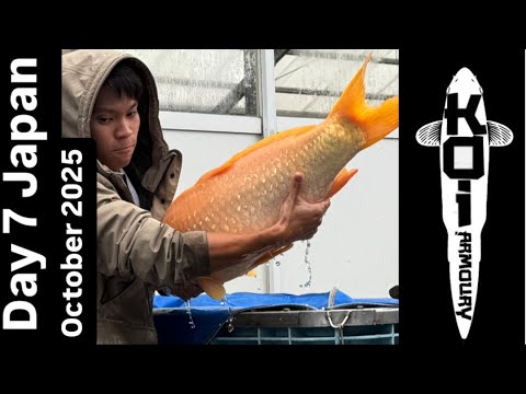 Видео: День 7 Япония Октябрь 2025