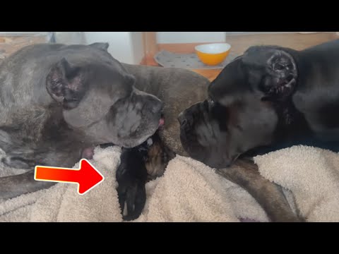 Видео: У кане-корсо родились щенки. Собака-производитель помогает их защитить.