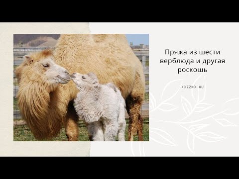 Видео: Пряжа из шерсти верблюда и другая роскошь