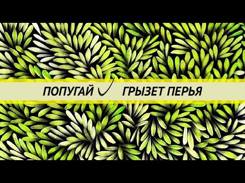 Видео: Попугай грызет и выщипывает перья