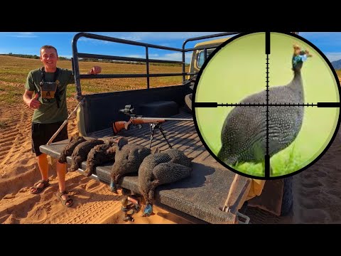 Видео: Охота на цесарок и фазанов с 22LR + прицелом DNT ThermNight TNC225R!