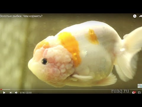 Видео: Золотые рыбки. Чем кормить?