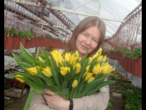 Видео: Тюльпаны 2023! Обзор сортов на 19.02!