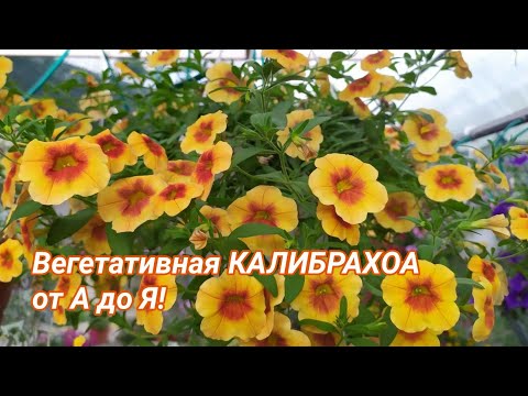 Видео: Вегетативная КАЛИБРАХОА от А до Я!