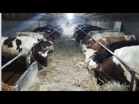Видео: Откорм быков , заканчивается 5ый месяц откорма!