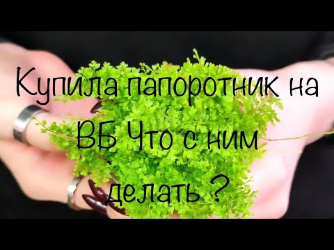 Видео: Купила папоротник на Вайлберис. Что дальше делать ?