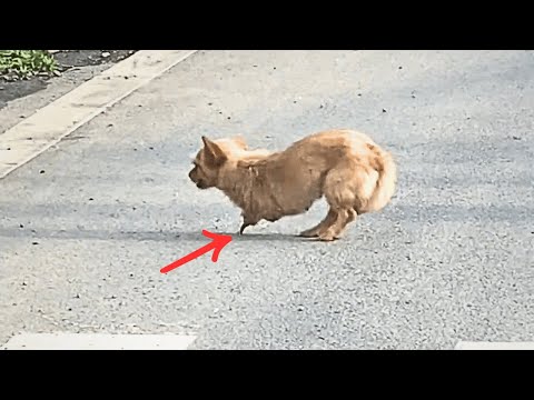 Видео: Бродячая собака без передних лап с трудом идёт, опираясь на кости, но не сдаётся в борьбе за жизнь.
