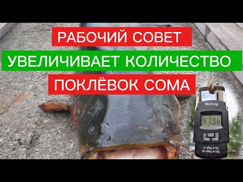Видео: РАБОЧИЙ СОВЕТ при ловле СОМА С КВОКОМ. УВЕЛИЧИВАЕТ КОЛИЧЕСТВО ПОКЛЁВОК. 