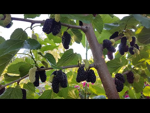 Видео: Шелковица Чёрный Гигант