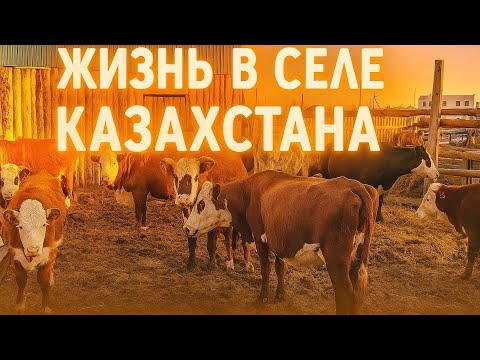 Видео: Жизнь в селе: остались без кухни, с неожиданной поломкой — но со вкусной шаурмой. 