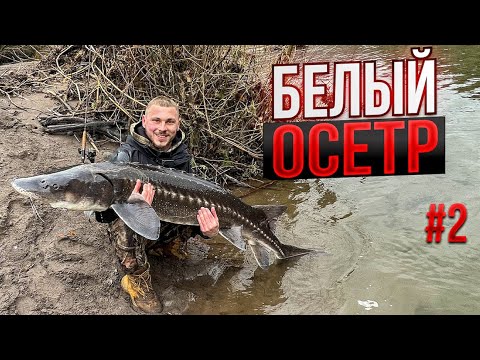 Видео: Рыбалка на осетра поймали рыбу на 60кг на лайт спиннинг #-2