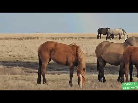 Видео: Табунное коневодство | Жеребцы Баланс и Лакмус делят табун.