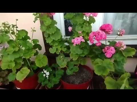 Видео: v9* СИМ Сеньорита, Анита и G. Antique Rose 1 часть
