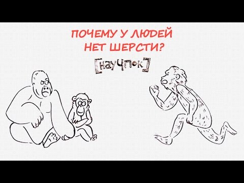 Видео: Почему у людей нет шерсти? — Научпок