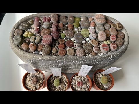 Видео: Литопсы/ Lithops. НОВИНКИ 😍. 13.07.2023.