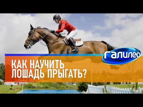 Видео: Галилео 🐎 Как научить лошадь прыгать?