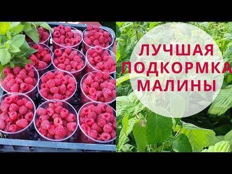 Видео: Чем Подкормить малину летом. Лучшая подкормка Малины. Малина Полька.