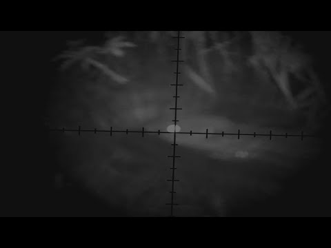 Видео: Охота на бобра с 22lr. Чисто битый бобер не дергается?