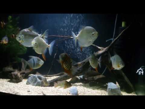 Видео: Вечерний аквариум.