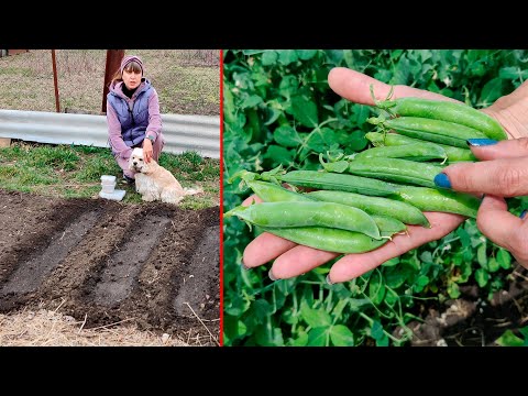 Видео: ПРОВЕРЕННЫЙ СПОСОБ! ПОСЕВ ГОРОХА!