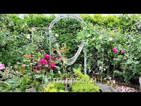 Видео: Спасибо, Лето-2023. О планах на осень и о зимовке роз в фарфоровом саду