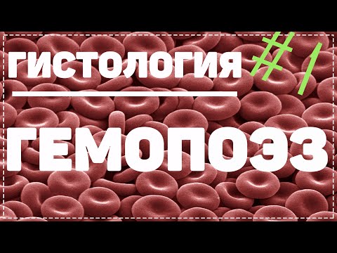 Видео: Гемопоэз / Кроветворение / КАК ОБРАЗУЕТСЯ КРОВЬ / Гистология