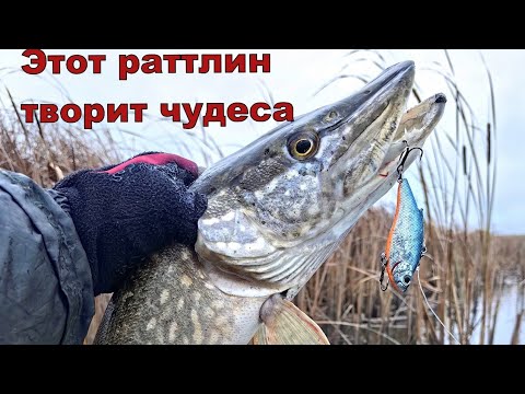 Видео: Zipbaits Calibra ловит даже когда не клюет!
