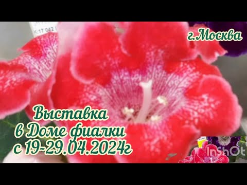 Видео: Выставка ФИАЛОК с 19 по 29 апреля 2024. в Доме Фиалки #выставкафиалок #домфиалки #galinapodleskikh