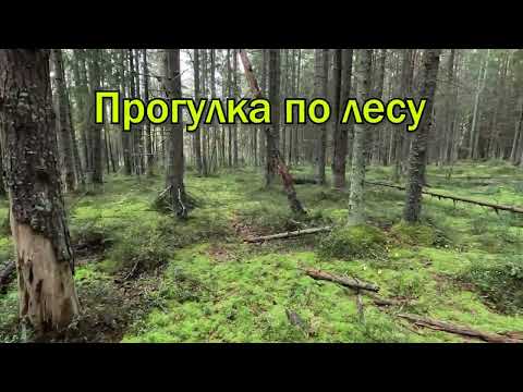 Видео: Прогулка по осеннему лесу
