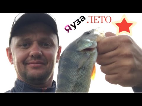 Видео: Яузское  водохранилище, дикие места, лоси, утки ,  Рыбалка на  спиннинг !