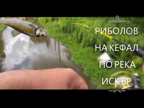 Видео: Риболов на Кефал(клен)  по река Искър