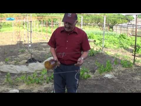 Видео: ЗАЩИТА ВИНОГРАДА ОТ ЗАМОРОЗКОВ
