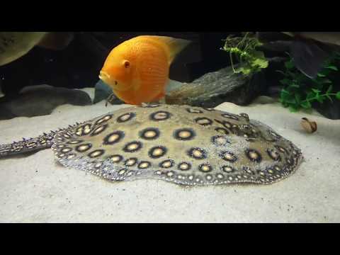 Видео: Лечение ската - перестал есть скат!