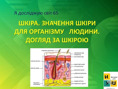 Видео: Урок 65. ШКІРА. ЗНАЧЕННЯ ШКІРИ ДЛЯ ОРГАНІЗМУ   ЛЮДИНИ.  ДОГЛЯД ЗА ШКІРОЮ. ЯДС 3 клас