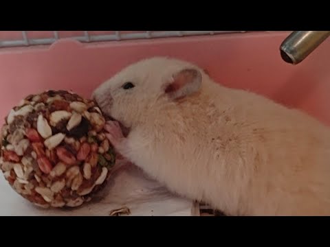 Видео: #малышкикрутышки #настюша #мелаша #лили