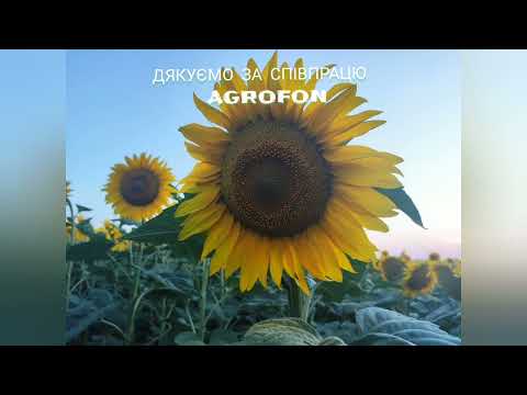 Видео: Подсолнечник  Под Гранстар🌻 НСХ  8005 🌻Отзыв фермера