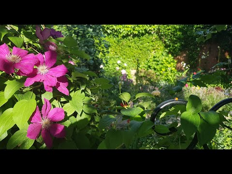 Видео: 10.01.2025 Сад на Большом Фонтане. Цветение начала июля