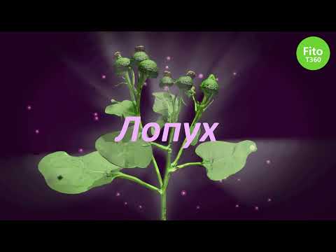 Видео: Лечебная сила лопуха