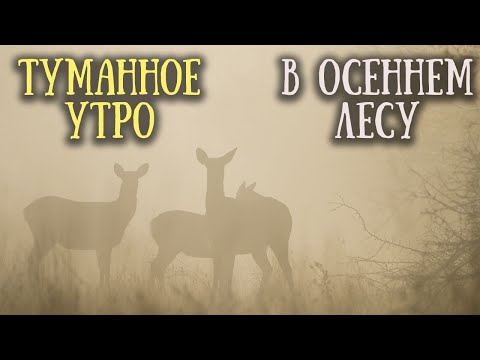 Видео: Звери утреннего леса. Кто скрывается в тумане?