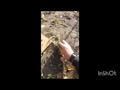 Видео: Осіннє живцювання шаровидних хризантем, правильні умови для вкорінення, які живці брати